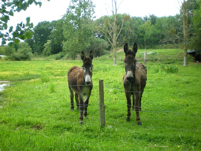 Moulin de la Chaussée - ânes
