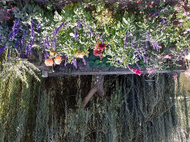 Le refuge des Alpes Mancelles - Fresnay-sur-Sarthe - fleurs