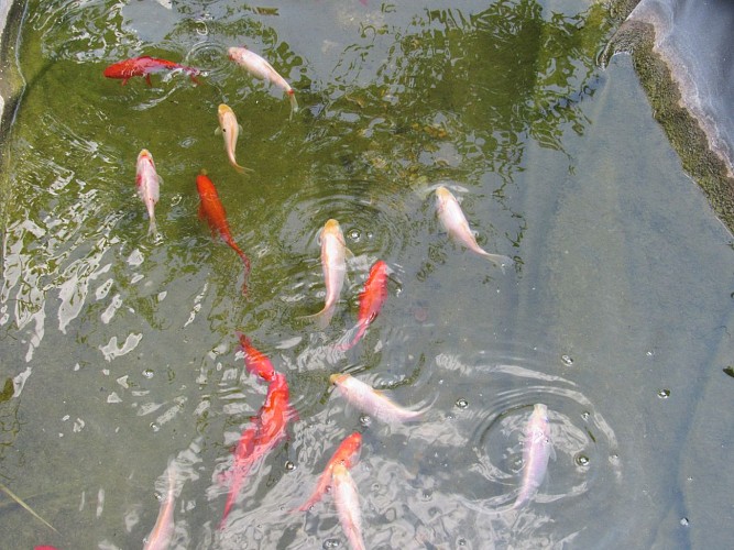 Auberge du Braconnier - Bassin