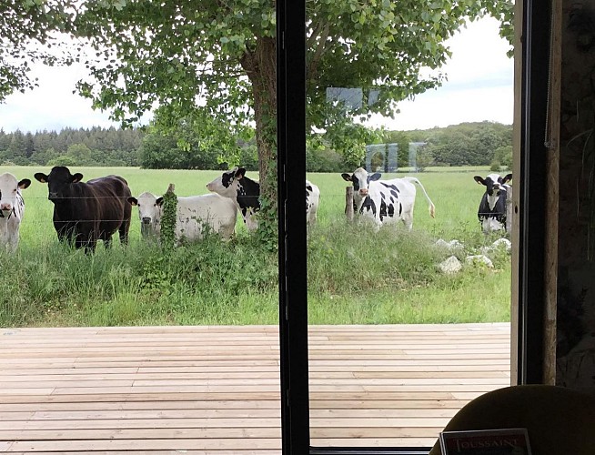 Ô Saule_Thoiré sur Dinan Guillaume Cholet