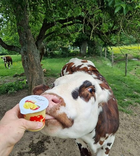 Vache-dégustant-un-yaourt