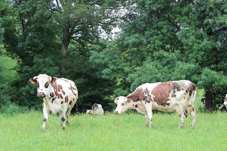 vallee-de-la-sarthe-produit-locaux-bodart-vaches