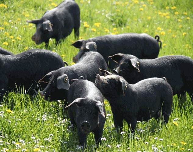 Elevage de porcs noirs en plein air