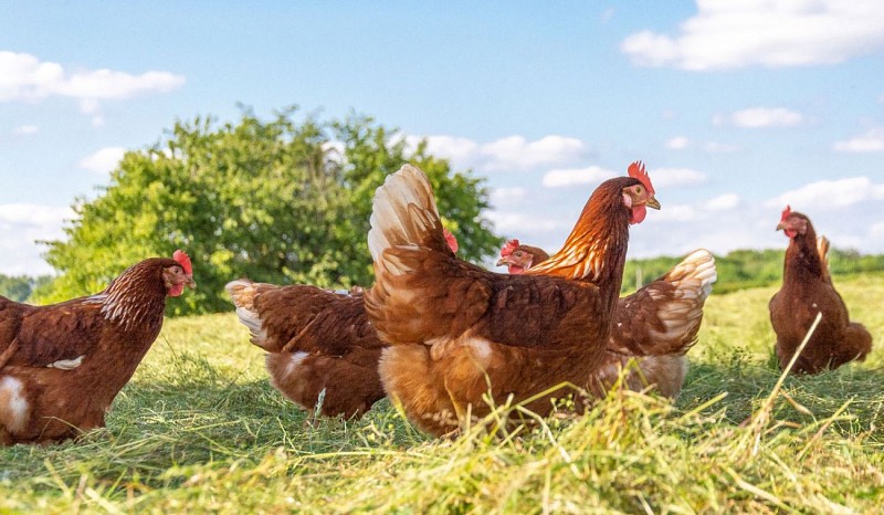 La-Jaluère-poules -2