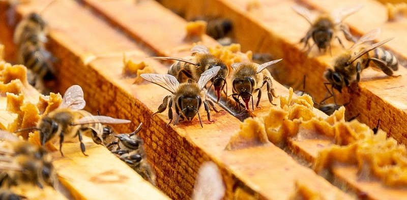 Le Miel D'arnaud - Abeilles