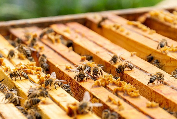 Le Miel D'arnaud 2021- Intérieur ruche