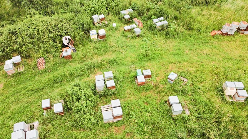 Le Miel D'arnaud 2021- Ruches