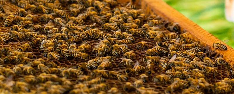 Le Miel D'arnaud - Abeilles