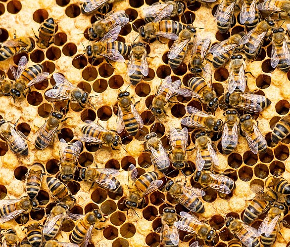 Le Miel D'arnaud - Abeilles