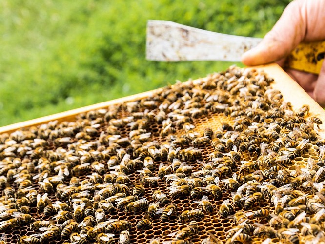 Le Miel D'arnaud- Abeilles