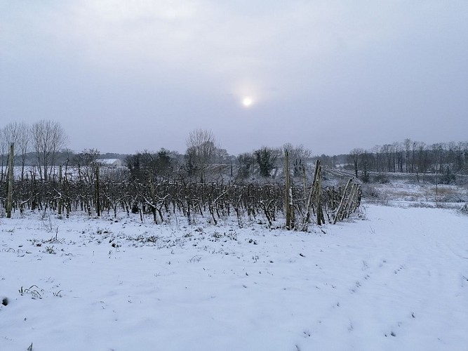 Verger sous la neige