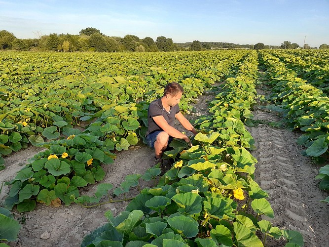 Champ courges