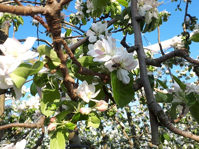 Vergers Davoine_Yvré le Pôlin
