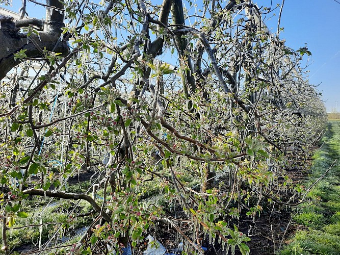 Vergers Davoine_Yvré le Pôlin