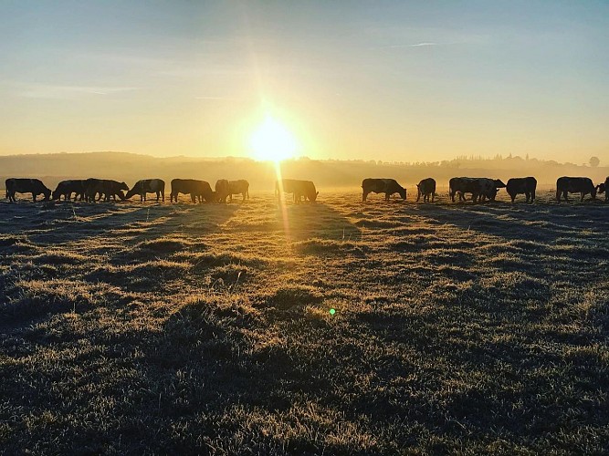 Troupeau Rouge des Prés