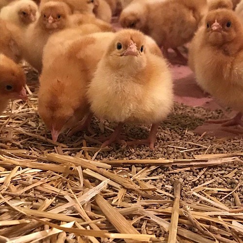 Poussin de notre élevage