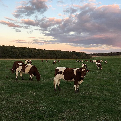 Vaches dans le pré - Les Alizés