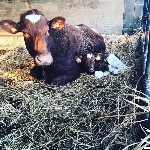 Vache sur paille - Les Alizés