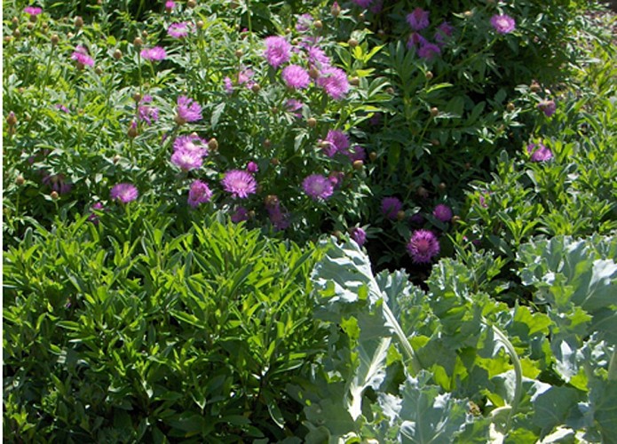 squaretriger-lemans-72-pc-1