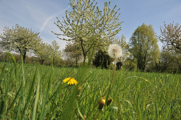 plainedemaulny-lemans-72-pc-3