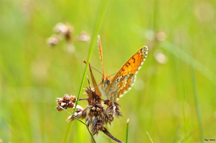 Damier de la succise site de Cherré (Euphydryas aurinia) (Large) (1)