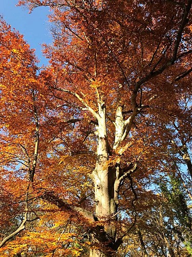 Arbre du parc du château de Montertreau