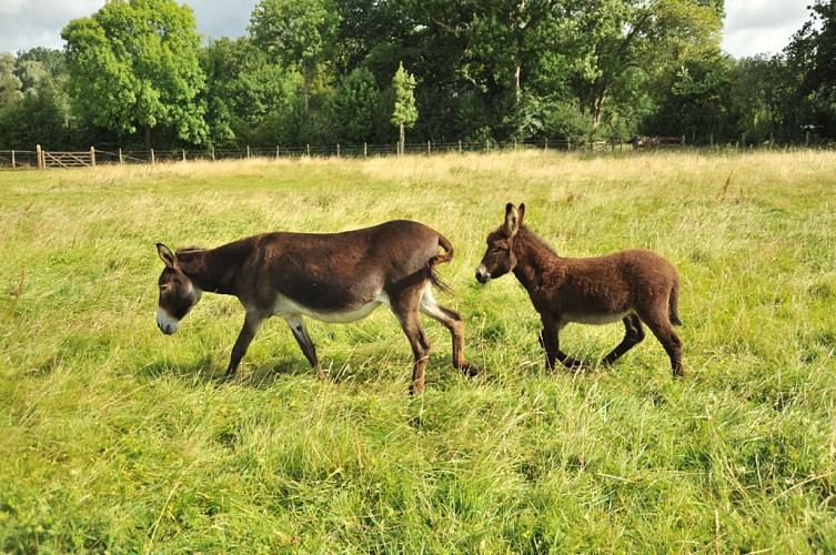 archenature-lemans-72-pn-2