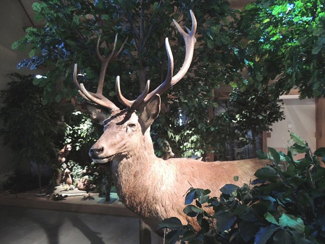 maisondelaforet-lemans