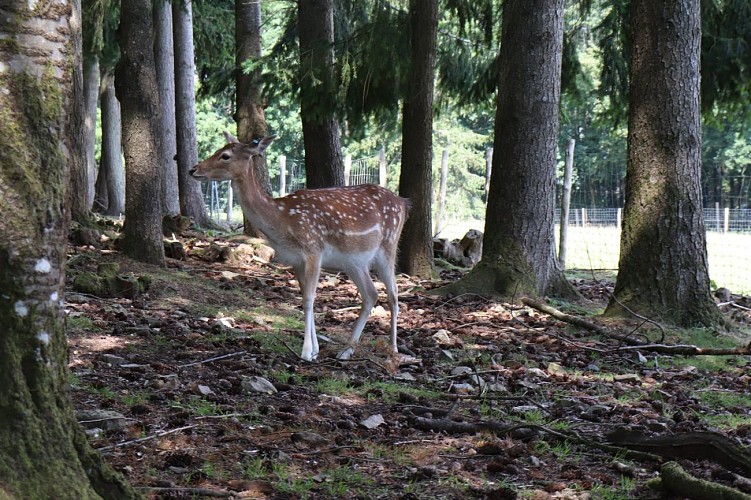 Daim au Parc animalier de Saint-Léonard-des-Bois