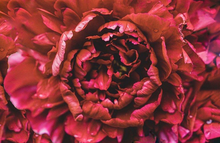 Conservatoire des Pivoines