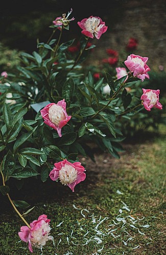 Conservatoire des Pivoines