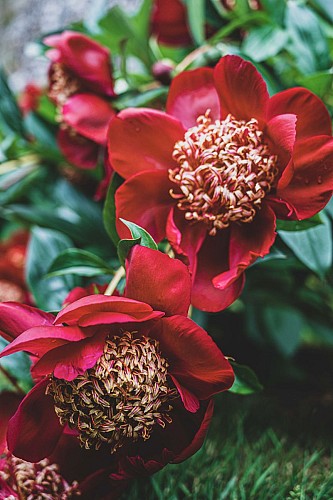 Conservatoire des Pivoines