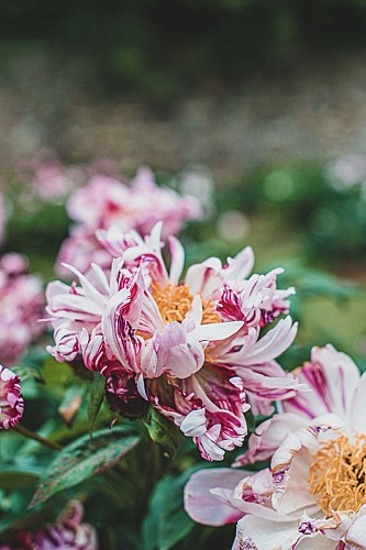 Conservatoire des Pivoines