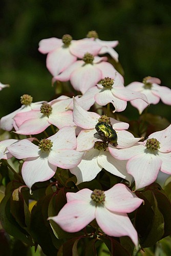 62454038_2116203332008265_2350829295535915008_o