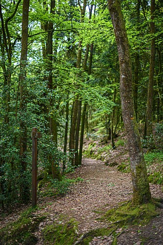 Forêt domaniale de Sillé
