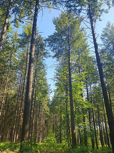Forêt de la Petite Charnie