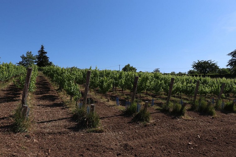 Vignes au Coteau des Vignes à Fresnay-sur-Sarthe