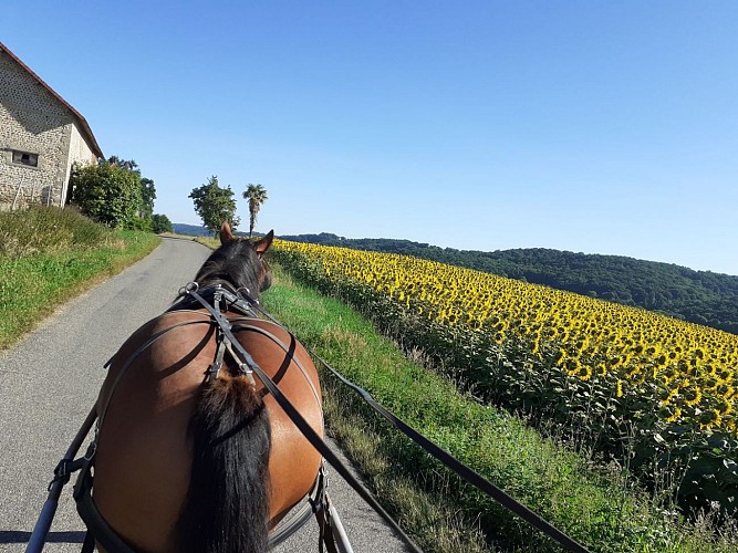 balade caleche crédit au beth loc bassillon vauze nord bearn - Copie (2)