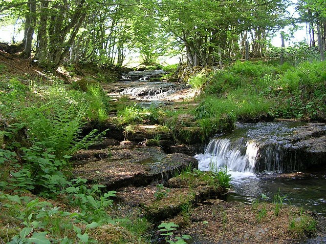 La Maison de Coquette