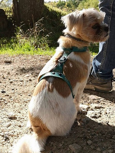 harnais chien