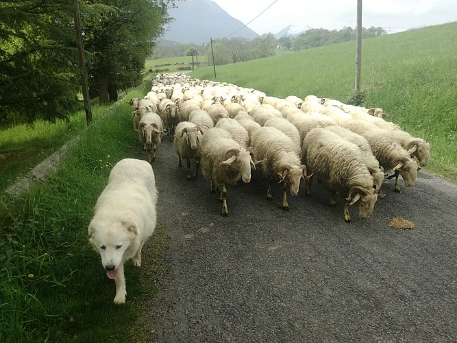 57366697_394123998088692_8962980672348094464_o