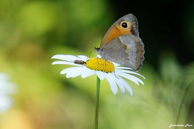 "Emballades Photos" balades photographiques dans les Mauges