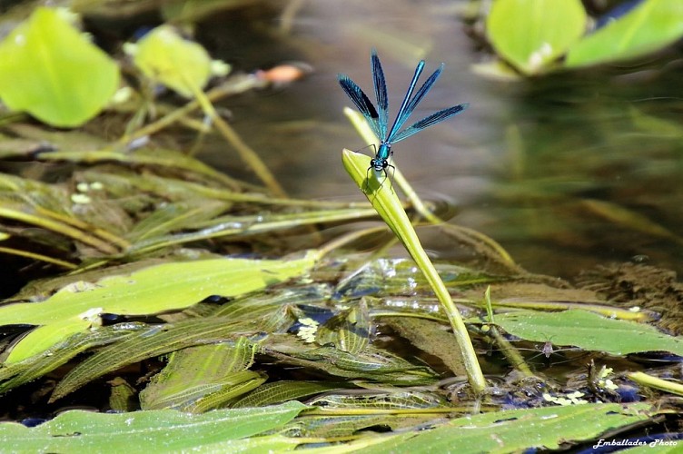 "Emballades Photos" balades photographiques dans les Mauges