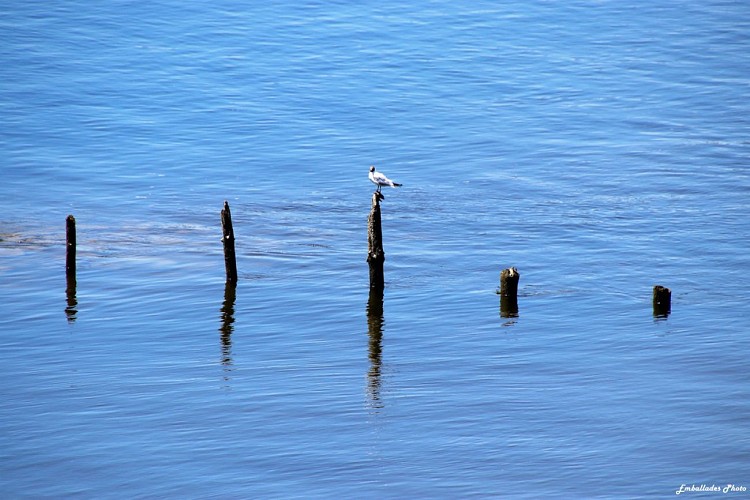 "Emballades Photos" balades photographiques dans les Mauges