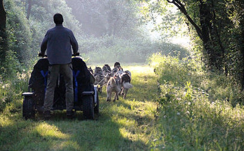 Cani-kart avec Husky d'Anjou