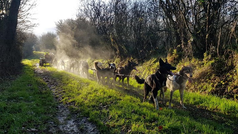Cani-kart avec Husky d'Anjou