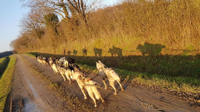 Cani-kart avec Husky d'Anjou