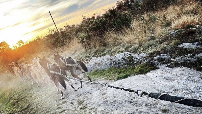 Cani-kart avec Husky d'Anjou