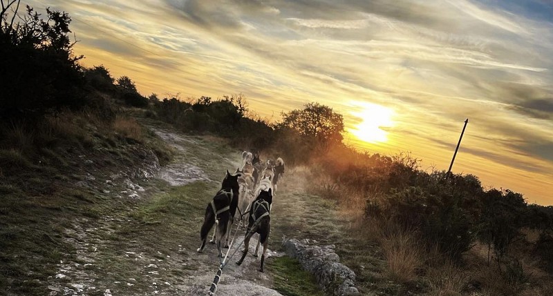 Cani-kart avec Husky d'Anjou