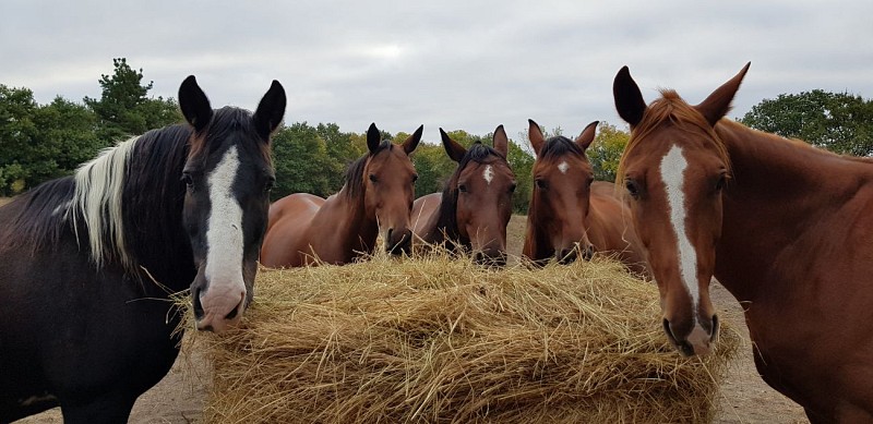 LE LANDREAU EQUITATION